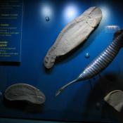 Tully monster fossil and model