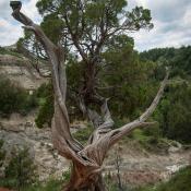 Twisted tree in Theodore Roosevelt National Park in North Dakota