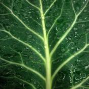 Collard greens - leaf with water droplets