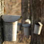 Sap buckets on sugar maple trees in Vermont
