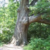 White oak tree trunk (Quercus alba)
