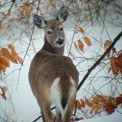 Beautiful white-tailed deer doe