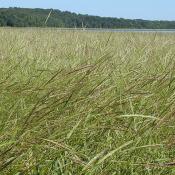 Natural wild rice bed in Minnesota