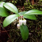 Wintergreen (Gaultheria procumbens)