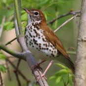 Wood thrush; District of Columbia's official bird symbol.