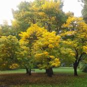 Yellowwood trees in autumn