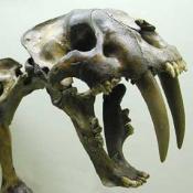 Sabre tooth cat fossil at La Brea tar pits