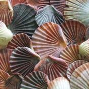 Scallop shells