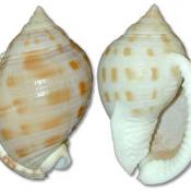 North Carolina Scotch bonnet shells