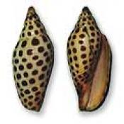 Johnstone's Junonia shells