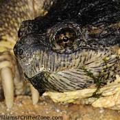 Snapping turtle portrait