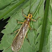 Stonefly on a leaf