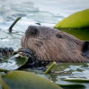 Beaver (Castor canadensis) snacks on lily pad