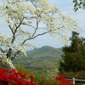 Flowering dogwood tree in North Carolina