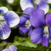 Rhode Island Violet State Flower Drawing Giclee Print