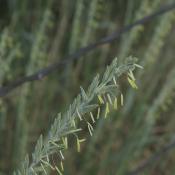 Western wheatgrass (Agropyron smithii)