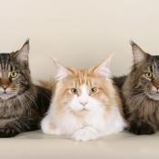 3 Maine coon cats