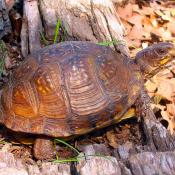Three-toed box turtle (Terrapene carolina triunguis)
