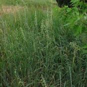 Western wheatgrass (Agropyron smithii)