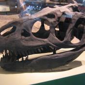 Allosaurus skull fossil