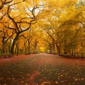 American elm trees in fall color