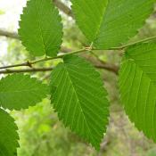 American elm tree leaves