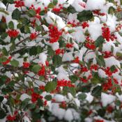 Delaware State Tree | American Holly