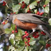 American robin snacking on American holly berries