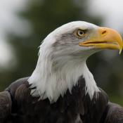 Bald eagle head in profile