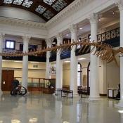 Prehistoric whale Basilosaurus cetoides fossil