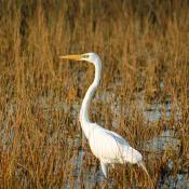 Bird in Everglades National Park