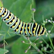 Black swallowtail caterpillar (Papilio polyxenes)