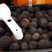 Black walnuts (juglans nigra), also called American Walnuts