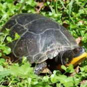 Adult blanding's turtle