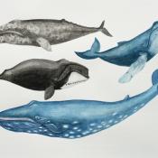 Gray whale, Bowhead whale, Humpback whale & Blue whale