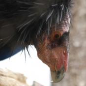 California condor portrait