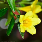 Carolina yellow jessamine flowers