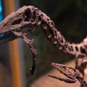 Coelophysis adult and juvenile