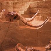 Columbian mammoth skull in situ