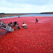 Cranberry harvest
