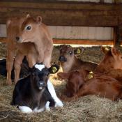 Dairy cow calves