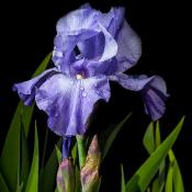 Purple iris with dew