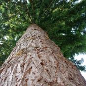 Looking up at Douglas fir tree