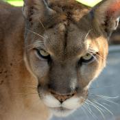 Endangered Florida panther