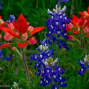 Bluebonnets and paintbrushes in Ennis TX