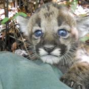 Florida panther kitten