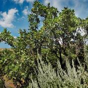  Colorado Hairstreak butterfly depends on the  gambel oak 