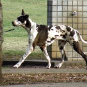 Great Dane in Motion