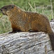 Groundhog posing on a log