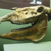Fossil skull of Hagerman horse